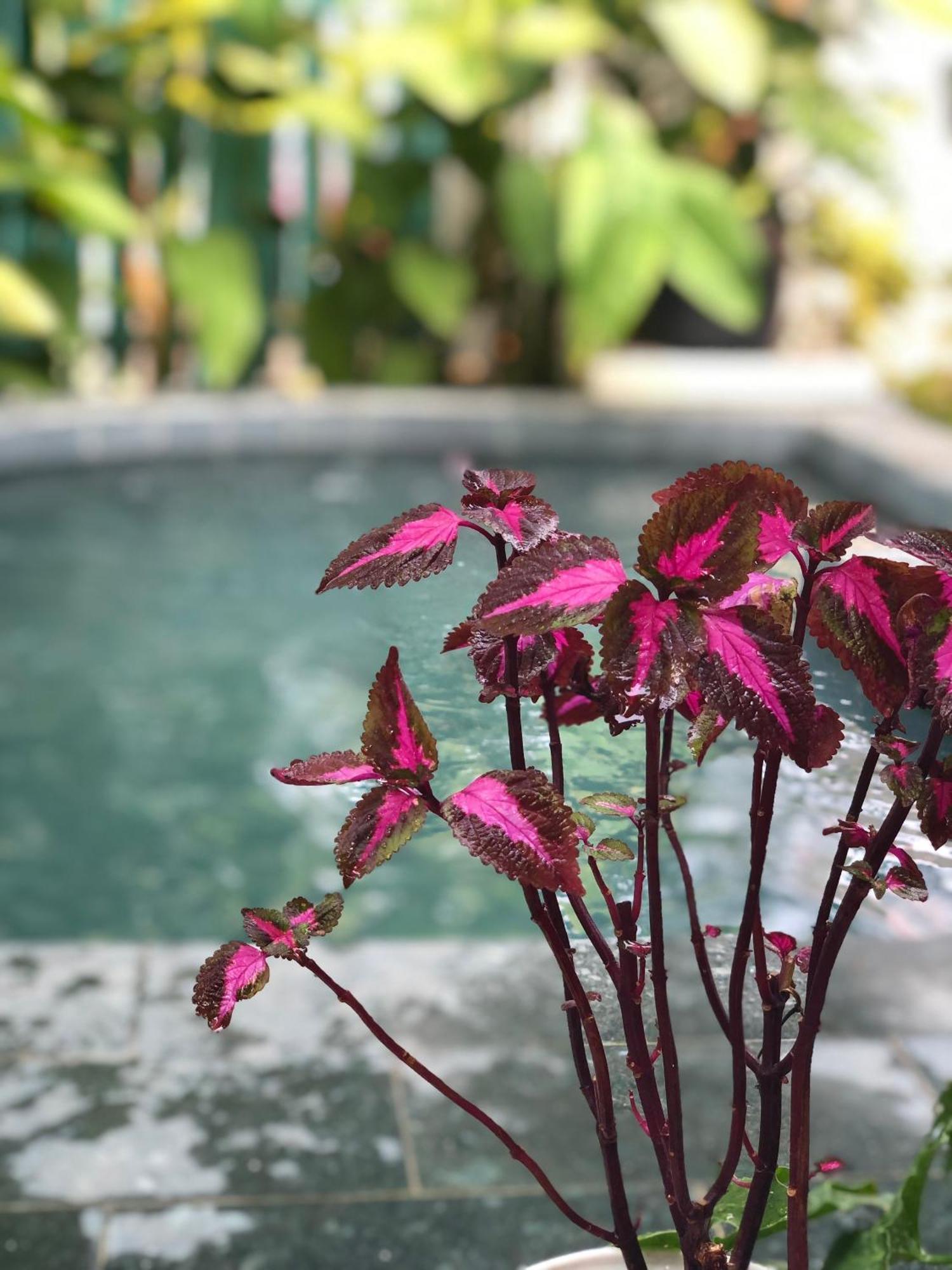 Hoi An Coastal Charm Villa - Jaccuzi Pool - Netflix Tan Thanh Kültér fotó